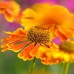 Helenium Can   Can C3